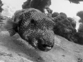   gropper motion  